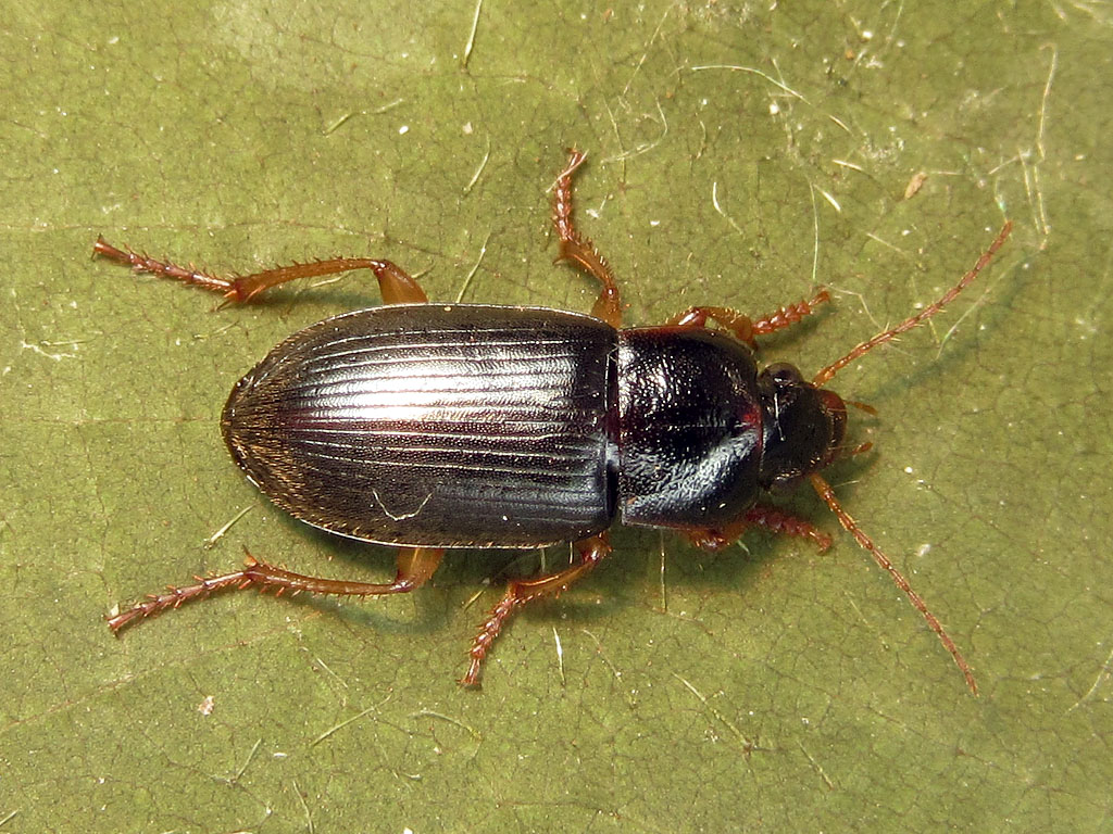 Carabidae da identificare:  Parophonus hirsutulus